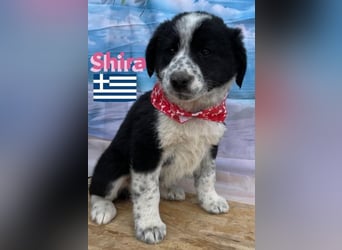 Shira,geb.02/25,pütziges Hundemädchen sucht ihre Familie