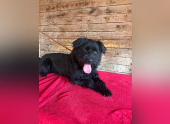 Bogi, Schnauzer-Mix, Hündin, geb. am 01.12.2023, 50 cm, 18,5 kg