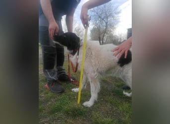Monn, geboren 2021, 60cm sucht ihr Körbchen