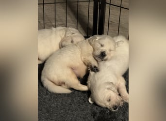Golden Retriever Welpen aus verantwortungsvoller Zucht
