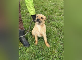 Jago, geboren 15.07.2024, 45cm sucht sein Glück