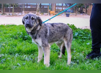 Rico  - Mix Schnauzer / Schäferhund, lieb und verträglich