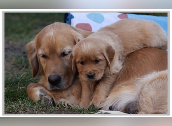 Golden Retriever Welpen vom Thüringer Wald