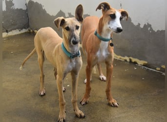Dali 07/2024 (in Deutschland) - bezaubernder junger Galgo!