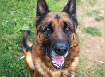 Bentley (Spanien) - sanfter Rüde sucht seine Menschen