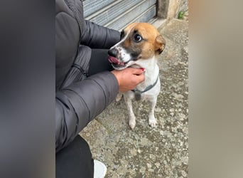 Chicca – eine neue Familie finden -
