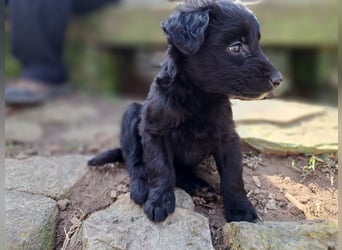 11 putzmuntere Aussiedoodles