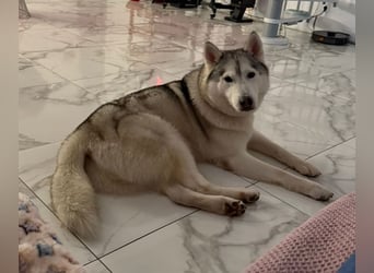 KRIT- perfekter Familienhund