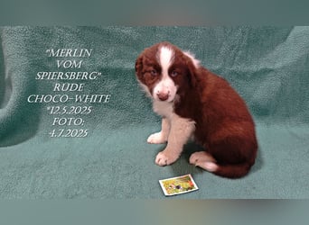 Border Collie-Welpen , black-,choco-,red-white und red-,black-merle