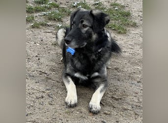 ♥ALITA♥ Pflegestelle dringend gesucht - wunderschöne, aufgeschlossene Herdenschutz-Mix-Hündin 59 cm