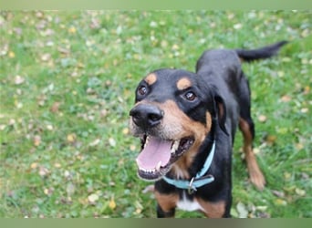 Spencer, Dobermann-Appenzeller Mix, geb. 2014, lieber anhänglicher Rüde