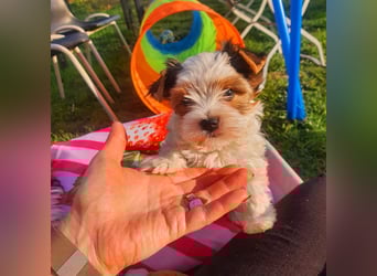 Biewer Yorkshire Terrier, Welpe,Rüde, reinrassig sehr selten