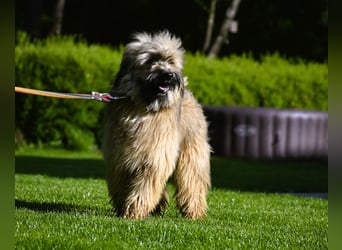 bezaubernde Tibet Terrier Welpen aus liebevoller Zucht dürfen Ende Juli ausziehen..