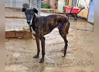 Hamu, RESERVIERT Galgo Rüde mit ruhigem zugewandten Gemüt
