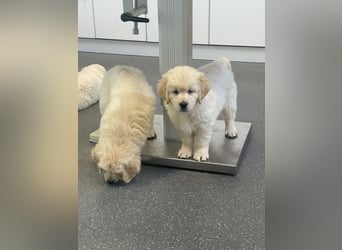 Golden Retriever Welpen aus excellenter Verpaarung