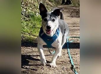 Kali - Zuckerpuppe aus Mülheim an der Ruhr verliert ihr Zuhause!