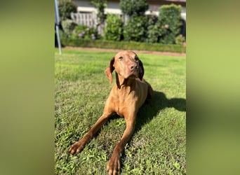 Magyar Vizsla Welpen