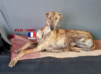 !!NOTFALL!!Atlas/Ramos,geb.06/20,fröhlicher Galgo sucht seine Familie