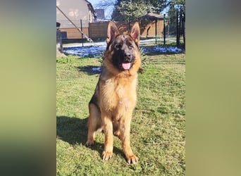 Junger Schäferhund Rüde