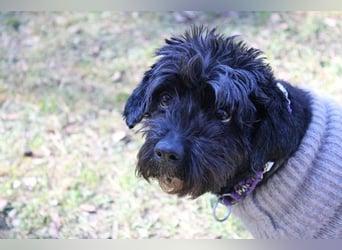 Lucy, Tibet Terrier, geb. 2012, liebe, rüstige Seniorin sucht ein Zuhause