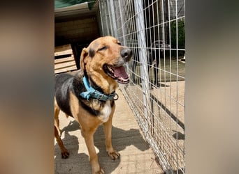 Junger Mischlingsrüde MARLEY (3 Jahre) sucht eine Familie