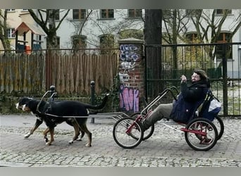 Große Schweizer Sennenhund Welpen