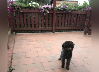 Lagotto Romagnolo / Wasserhund/ Trüffel Suchhund