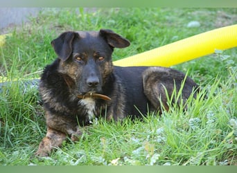 Woody - freundlicher, sozialer, verschmuster Rüde / Pflegestelle in Gerolstein