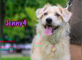 Jenny4 geb. 01/2018 - bezaubernde und super liebe, kleine Wuschelhündin!