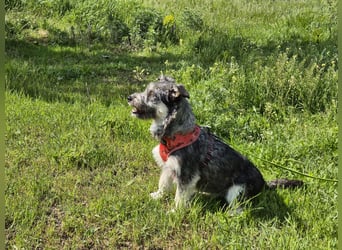 Luna sucht ein verständnisvolles Zuhause