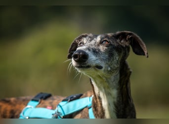 Wollen Sie Pitty kennenlernen?