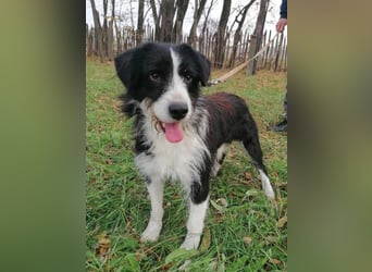 Cody, geb.06.02.2022, 47 cm, wünscht sich ein aktives Hundeleben