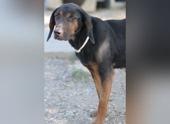 Priska, geb. ca. 08/2021, lebt in GRIECHENLAND, im städt. Tierheim Serres