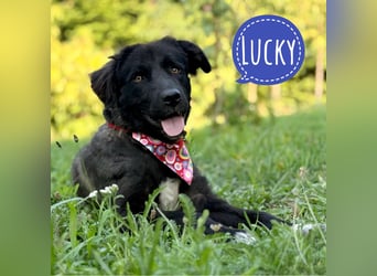 Lucky braucht Liebe