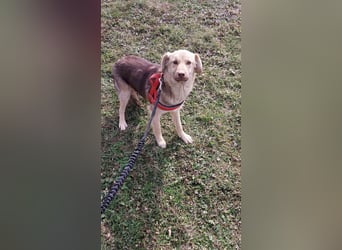 Süße Frieda sucht liebevolles Zuhause