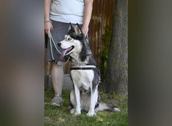 Maja SI – Liebevolle Husky-Dame sucht sportliches Zuhause