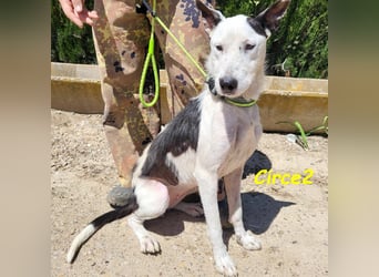 Circe2 06/2022 (ESP) - verschmuste und soziale, wunderschöne Podenco-Bodeguero Mix Hündin!
