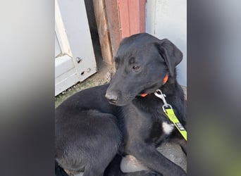 ❤️Labradormix Welpe Nero❤️