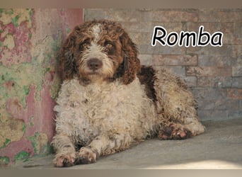 Werden Sie die Vertrauensperson von Romba?