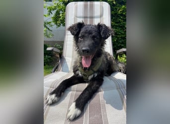 Laroche - Dein neuer bester Hundekumpel (32051 Herford)