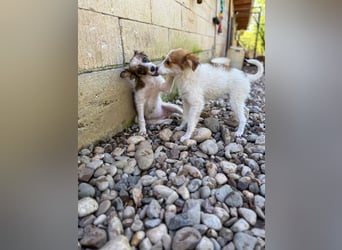 Zauberhaftes Hundemädchen ANNEMARIE ist neugierig und verspielt