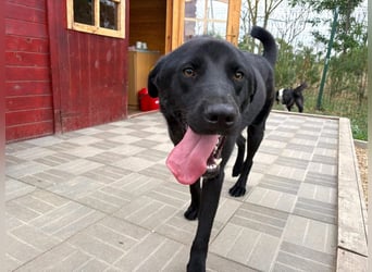 Ink - aktiver, lebhafter und verspielter Labrador-Mix Rüde / z.Zt. noch in Rumänien
