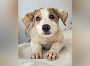 Lelia, geb. ca. 03/2025, lebt in GRIECHENLAND, im städt. Tierheim Serres