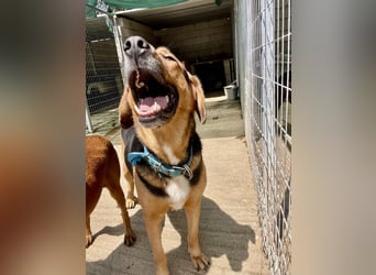 Junger Mischlingsrüde MARLEY (3 Jahre) sucht eine Familie