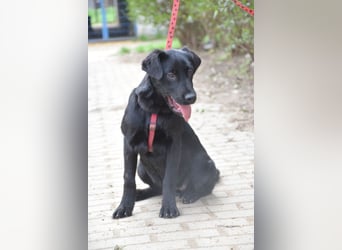 Sheila - junge, aktive, verspielte Hündin