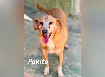 Pakito 08/2017 (ESP) - verschmuster, ruhiger Goldschatz sehnt sich nach Liebe!