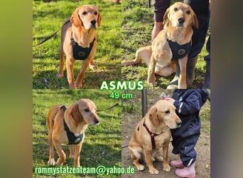Asmus - eine typische Labradorseele
