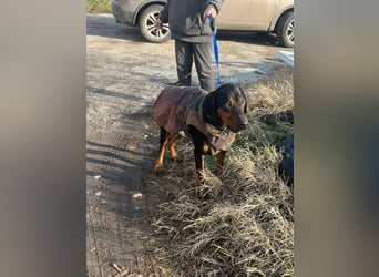 Jack , ungarische Bracke, sucht die Wärme und Nähe des Menschen