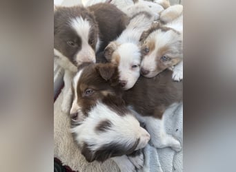 Wunderschöne Border-Collie Welpen (Merle+Braun) ABGABEBEREIT