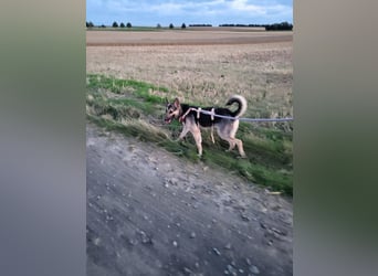 DYANARA - die anhängliche, gelehrige hübsche Maus sucht ein liebevolles Für-Immer Zuhause